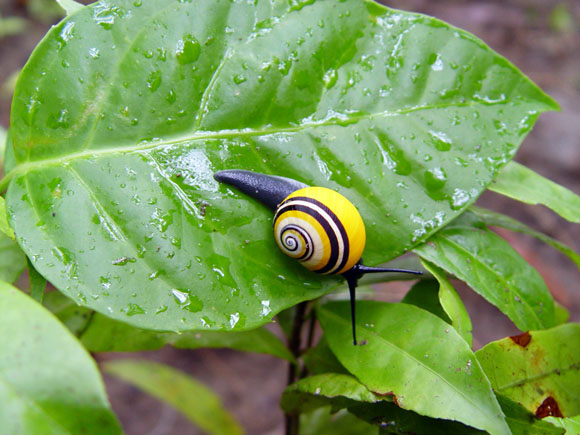 Polymita picta nigrolimbata Baracoae